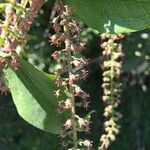 Coriaria ruscifolia Frutto