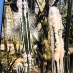 Pilosocereus leucocephalus Flower