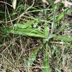 Biscutella intermedia Hoja