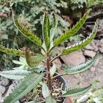 Kalanchoe serrata Leaf