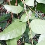 Sorindeia juglandifolia