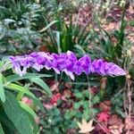 Salvia leucanthaFlower