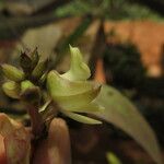 Polystachya bennettiana Flor