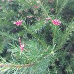 Grevillea rosmarinifolia 葉