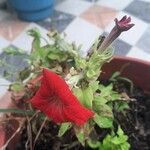 Petunia x hybrida Kvet