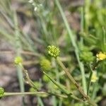 Ranunculus ophioglossifolius Mbuma