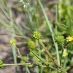 Ranunculus ophioglossifolius Gyümölcs