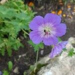 Geranium sylvaticum花