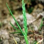 Catapodium marinum Leaf