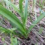 Dactylorhiza praetermissa Drugo