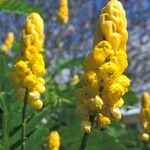 Senna alata Flower