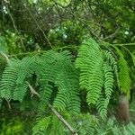 Leucaena leucocephala Foglia