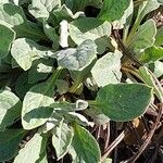 Pardoglossum cheirifolium Leaf