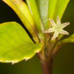 Cleidion verticillatum Flower