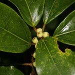 Ficus colubrinae List