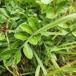 Pistacia aethiopica 葉