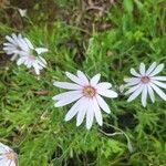 Dimorphotheca jucunda Çiçek