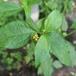 Calyptocarpus vialis Hoja