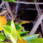 Ernodea littoralis Hoja