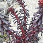 Coris monspeliensis Hoja