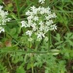 Heracleum sphondyliumFlower