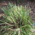 Molinia caerulea Leaf