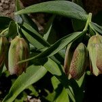 Fritillaria graeca Цвят