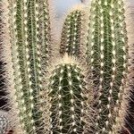 Pilosocereus chrysostele Hoja