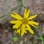 Senecio inaequidensFlor