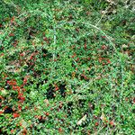 Cotoneaster horizontalis Alkat (teljes növény)