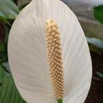 Spathiphyllum wallisii 花