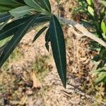 Nerium oleander Levél