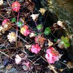 Geranium lucidum Habitus