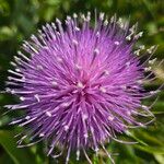 Cirsium altissimumVirág