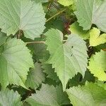 Vitis rupestris List