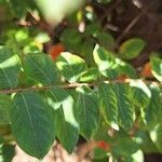 Lagerstroemia speciosa Leaf