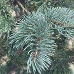 Picea engelmannii ഇല