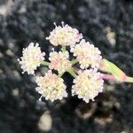 Seseli montanum 花
