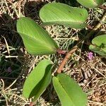 Ipomoea pes-caprae Feuille