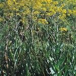 Isatis tinctoria Habit