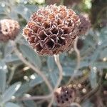 Phlomis fruticosaBlüte