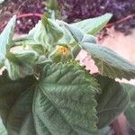 Sida cordifolia Flower