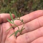 Lathyrus saxatilis Blatt