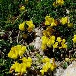Cytisus decumbens Hoja