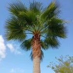 Washingtonia robusta Leaf