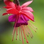 Fuchsia × standishii Flor