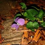 Viola × melissifolia Цветок