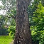 Eucalyptus botryoides Кора