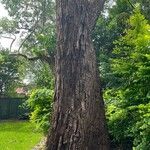 Eucalyptus botryoides Corteccia