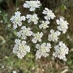 Torilis arvensis Flower